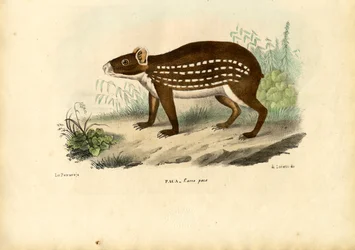 パカ、1863-79